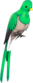 Painted Quizzical Quetzal A89A8C.png