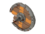 Item icon Chargin' Targe.png