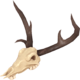 Necroprancer No Nose.png