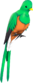 Painted Quizzical Quetzal CF7336.png