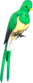 Painted Quizzical Quetzal F0E68C.png